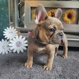 French Bulldog Puppies from Real Dream Productions