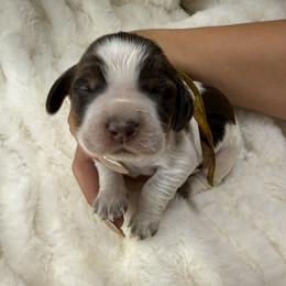Yellow girl - Tri-Roan female English Springer Spaniel puppy in Fairfield, California from Goldridge Springers