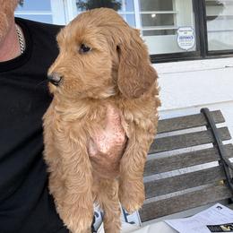 Girl - Red female Dachshund puppy in Corona, Ca Hemet, Ca Surpise, Az, California from Over The Moon Dachshunds