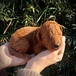 Yellow Collar Girl - Red  male Poodle puppy in Modesto, California from Dry Creek Poodles