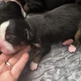 Boy - Black rust and white male Bernese Mountain Dog puppy in Payson, Utah from Red Bridge Berners