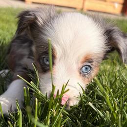 Ozzy - Blue merle male Miniature Australian Shepherd puppy in Reno, Nevada from Battle Born Mini Aussies