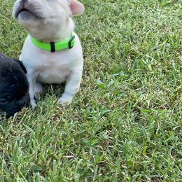 French Bulldog Puppies from Jackie’s French Bulldog’s
