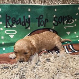 Lucy - Apricot female Aussiedoodle puppy in Cumberland, Rhode Island from W Doodle Crew
