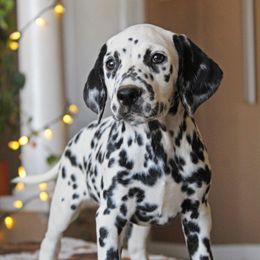 Girl 4 - White and black female Dalmatian puppy in Lake Mathews, California from Bully Market