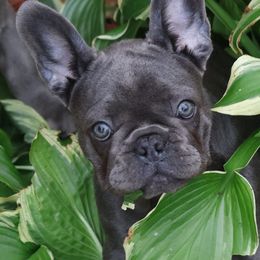 French Bulldog Puppies from Moss Frenchie's Home