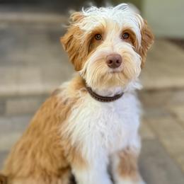 Reef - Australian Labradoodle