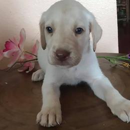 Dilute Retrievers and Labrador Retrievers from Cyrene’s Labradors