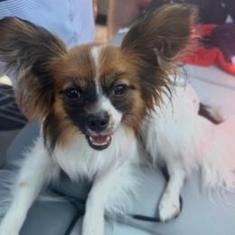Eevee - Papillon