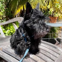 Scottish Terrier All Grown Up from Green Meadows Scottish Terriers