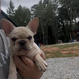 French Bulldog Puppies from Brickyard Bulldogs