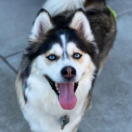 Stevie - Pomsky