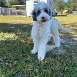 Tru - Blue merle female Bernedoodle puppy in Youngstown, Florida from Wonderland’s Boujie Kennels