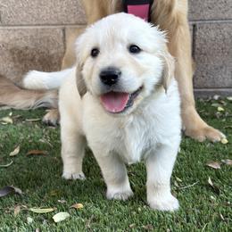 Golden Retriever Puppies from Loposky Goldens