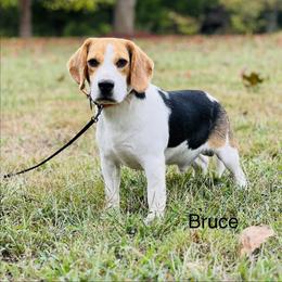 BRUCE - Beagle