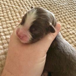 Boy1 - Red tri-color male Miniature American Shepherd puppy in Gatesville, Texas from Southern Promise Aussie’s