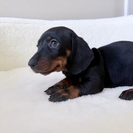 Petunia - Black and tan female Dachshund puppy in Aiken, South Carolina from Ruffski Pups Kennels