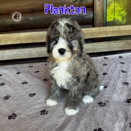 Plankton - Blue merle male Bernedoodle puppy in Banner Elk, North Carolina from Walnut Tree Bernedoodles