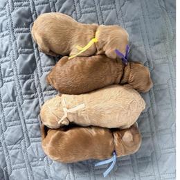 Ivy June - Red female Cavapoo puppy in Preston, Idaho from Rocking JH Pup Co