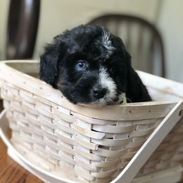 Aussiedoodle Puppies from Ohana Companions