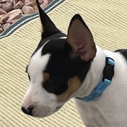 Amelia - White black and tan Rat Terrier puppy in Pahrump, Nevada from Jaynie Cavin