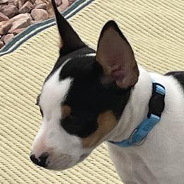 Amelia - White black and tan Rat Terrier puppy in Pahrump, Nevada from Jaynie Cavin