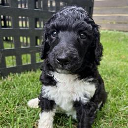 Cypress - Green Collar - Black male Poodle puppy in Monroe, North Carolina from The Klepper Homestead