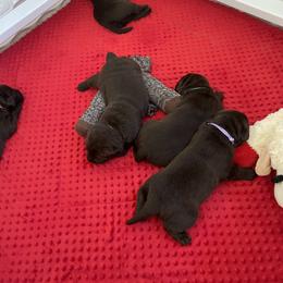 Labrador Retriever Puppies from Jewelwyn Labradors