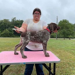German Shorthaired Pointer Puppies from L & J Pointers