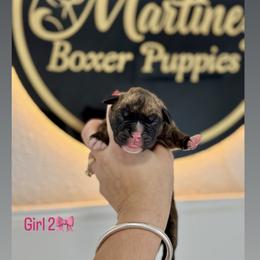 Girl 2 - Brindle female Boxer puppy in Orlando, Florida from Martinez AKC Boxers of Central Florida