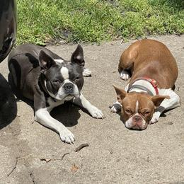 Boston Terrier puppies from Mendez Boston's