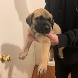 Mastiff Puppies from FrontlineK9 Boarding & Training LLC