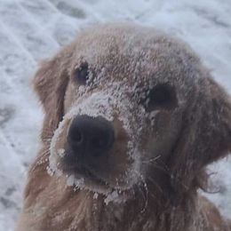 Golden Retriever Puppies from Goldminer Goldens