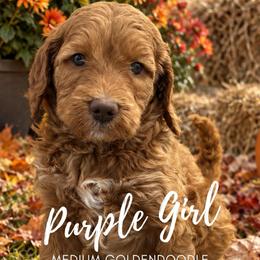 Purple Girl - Red  female Goldendoodle puppy in Travelers Rest, South Carolina from Bailey Mountain Doodles