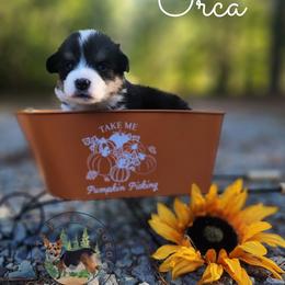 Orca - Black and white female American Corgi puppy in Cameron, North Carolina from Butts Family Corgis