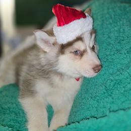 Frost - Red and white male Siberian Husky puppy in Kansas City, Missouri from Anuun's Huskies