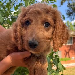 Ron - Red  male Goldendoodle puppy in Golden, Colorado from Golden Mesa Doodles