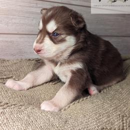 Siberian Husky Puppies from Wyant Farms