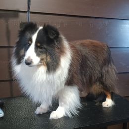 Shetland Sheepdogs from K&A Shetlands Sheepdog's