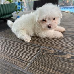 Girl 1 - White female Maltese puppy in North Port, Florida from Anastasiya's Maltese Pups