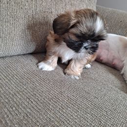 Shih Tzu Puppies from N.F.S.T Imperial ShihTzu Puppies.