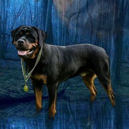 Australian Shepherds and Rottweilers from Haus Oblisk