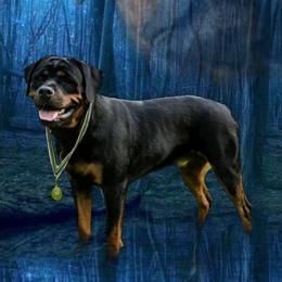 Australian Shepherds and Rottweilers from Haus Oblisk