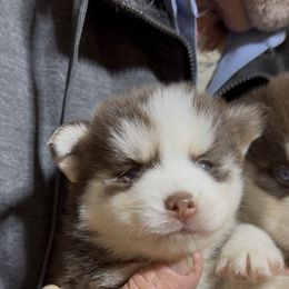 Prancer - Red and white male Pomsky puppy in Spring Hill, Florida from PDQ Pomskies