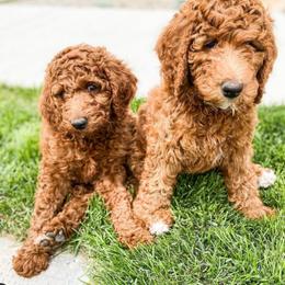 Bernedoodle and Goldendoodle Puppies from Larsen Litters