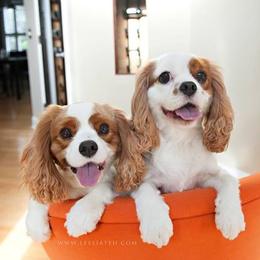 Cavalier King Charles Spaniels from Linda Whitmire's Cavalier King Charles Spaniels