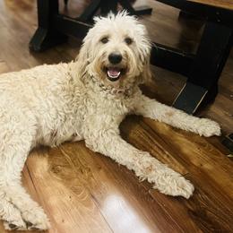 Daisy - Goldendoodle
