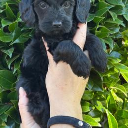 Lira - Black female Goldendoodle puppy in Enumclaw, Washington from Owen-a-Doodle