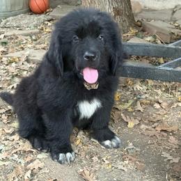 Pinky girl - Black female Newfoundland puppy in Squaw Valley, California from Bear Mountain