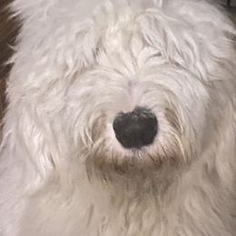 Sheepadoodle Puppies from Bns Sheepadoodles